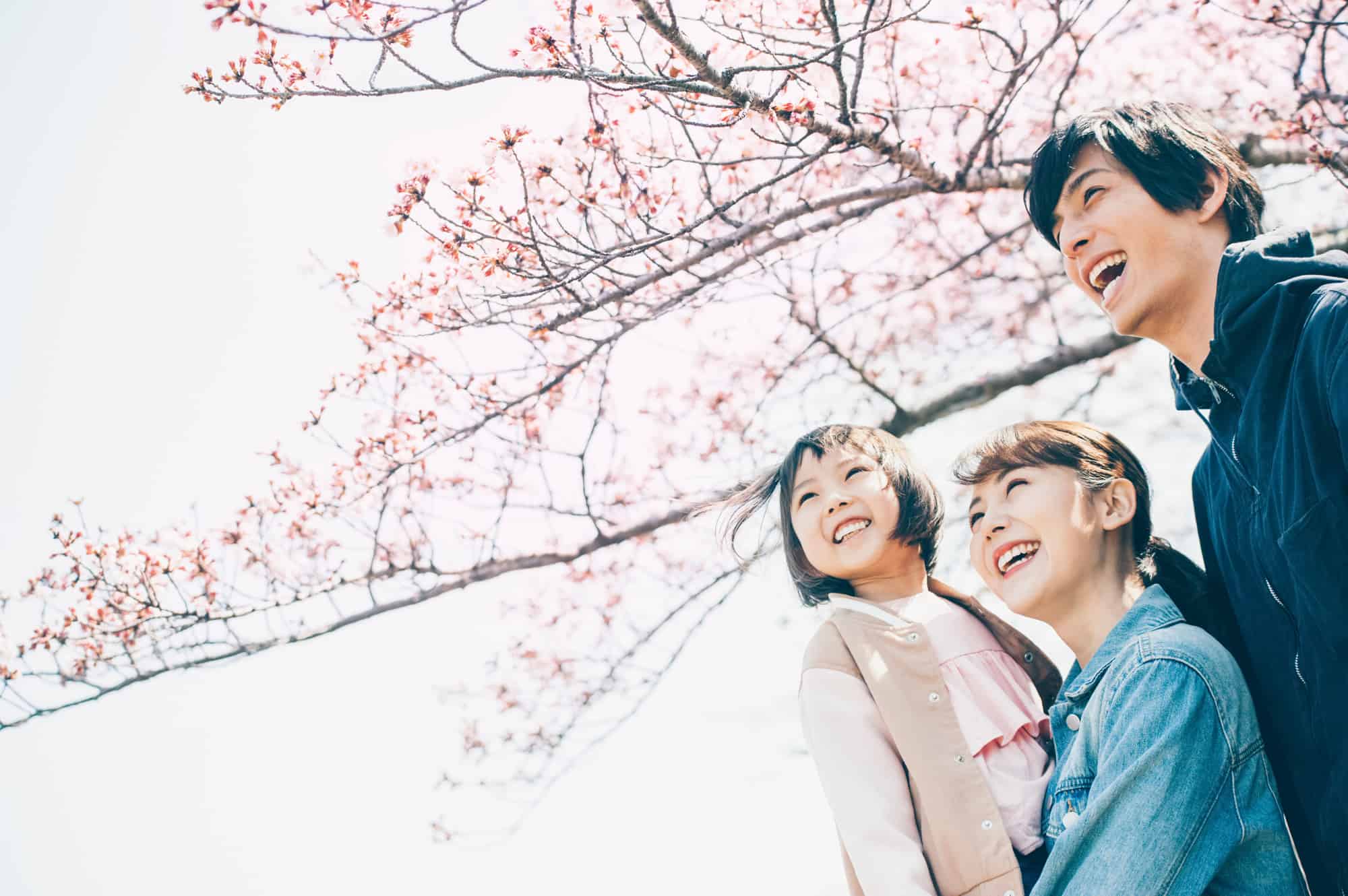 プレオルソで整った歯並びになった女の子と両親が笑顔でお花見をしているイメージ